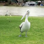 Pelican standing on the grass near a river